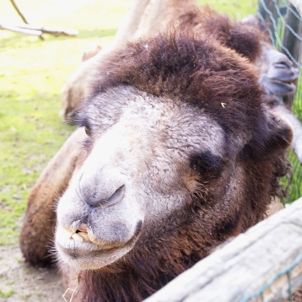Camel's head in close up — Stock Photo, Image