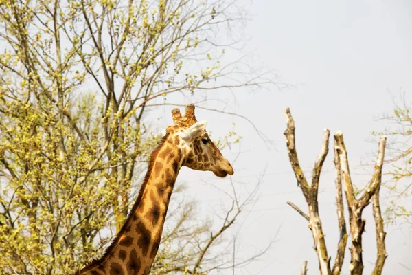 Giraffe's head and neck in between the trees — Stock Photo, Image