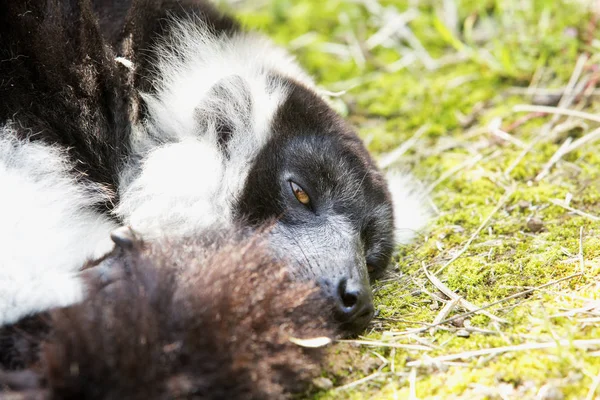 Halv-sovande lemur — Stockfoto