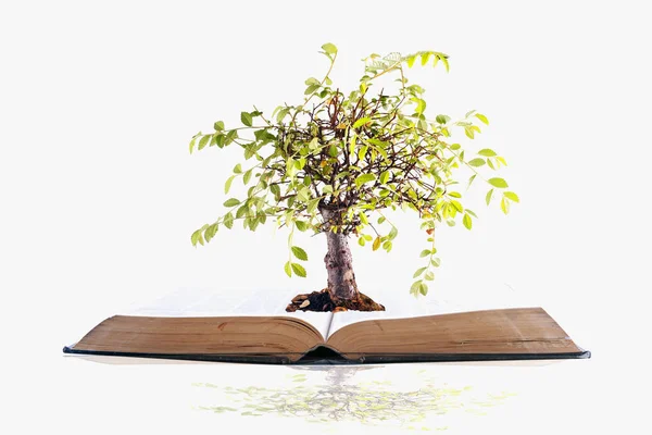 Baum wächst auf einem Buch — Stockfoto