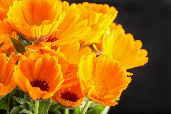 Marguerites jaunes sur fond noir — Photo