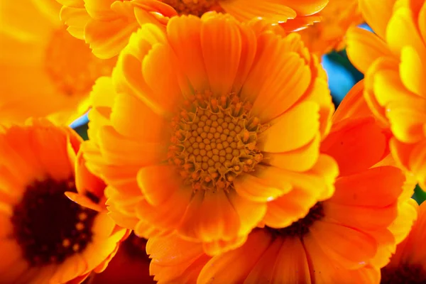 Yellow daisies in a bunch — Stock Photo, Image