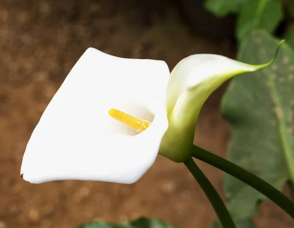 Witte calla in close-up — Stockfoto