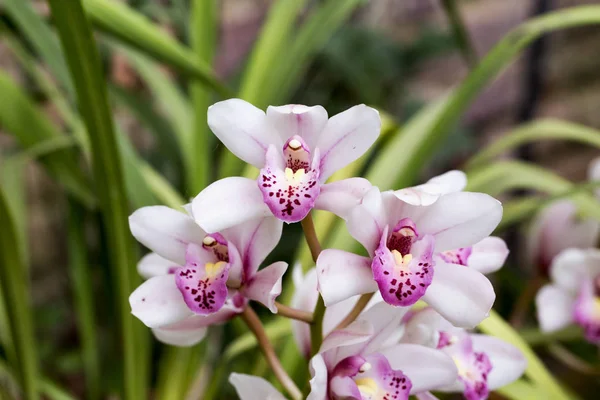 Orquídeas en primer plano —  Fotos de Stock