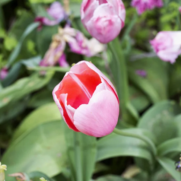 Rosa Tulpe in Nahaufnahme — Stockfoto