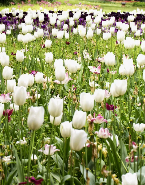 Vícebarevné tulipány v poli — Stock fotografie