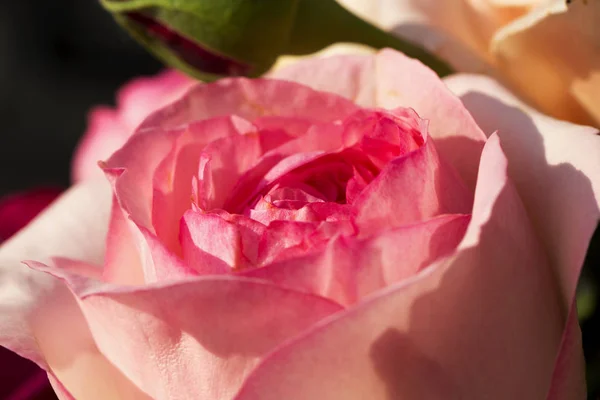 Рожева Троянда Строгому Крупним Планом Горизонтальне Зображення — стокове фото