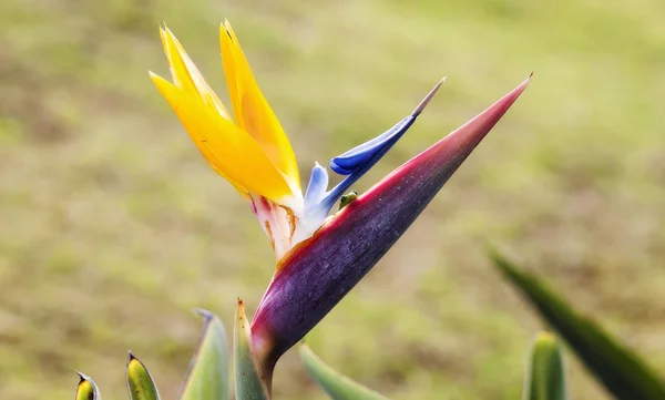 Zöld Gecko less a Bird Of Paradise virág — Stock Fotó