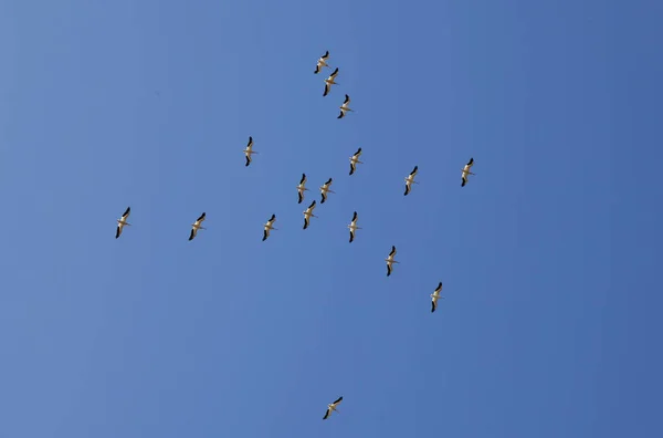 Troupeau de pélicans volant au-dessus du ciel bleu — Photo