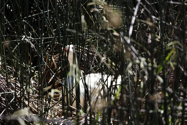 White Duck Hidden In Green Reed Along Pond — Stock Fotó