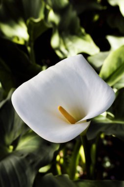 Lilly çiçek sarı ercik yeşil yaprakları