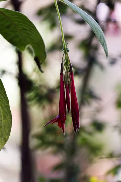 Red Fuchsia Flower Hanging Green Leaves Peru — Stock Photo, Image