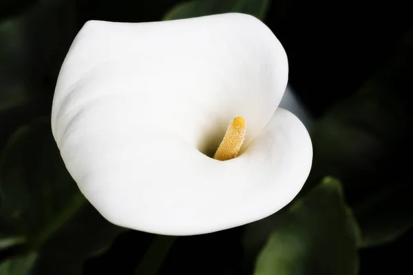 Koyu arka plan beyaz Calla Lilly çiçek — Stok fotoğraf