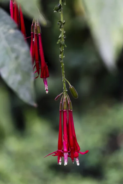 Röd Fuchsia blommor med gröna blad Peru — Stockfoto