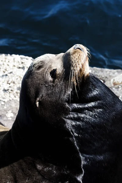 Elephant Seal Basking On Rock Monterey Califórnia — Fotografia de Stock