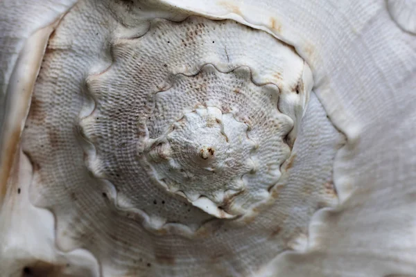 Tight Shot Of Spiral Pattern On Sea Shell — Stock Photo, Image