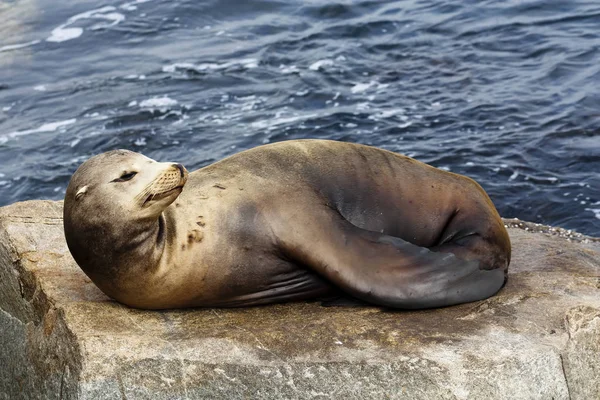 Leone di mare prendere il sole sulla roccia Monterey California — Foto Stock