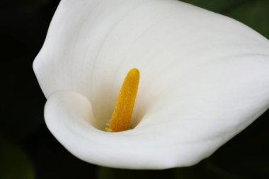 Koyu arka plan üzerinde tek Calla Lily çiçek