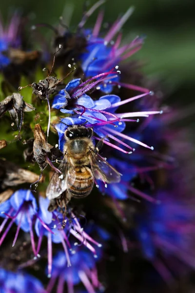 Bee Gathering Pollen On Blue And Purple Flower — Stock Photo, Image