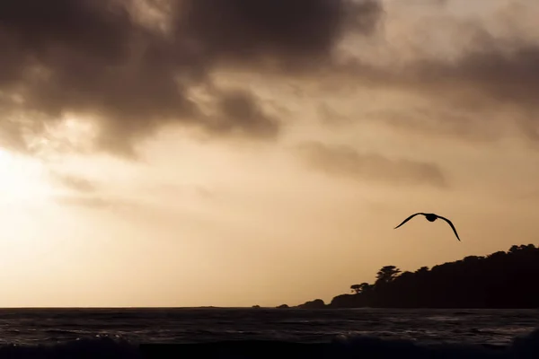 Силует політ чайки проти заходу сонця небо над океаном — стокове фото