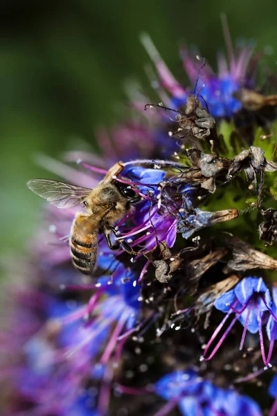 Pszczoła, zbieranie pyłku z fioletowy i niebieski kwiaty — Zdjęcie stockowe