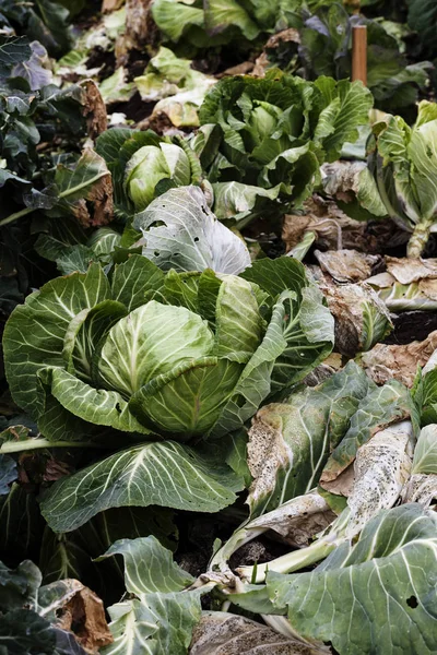 Row Of Cabbages In Small Farm Garden — Stock Photo, Image