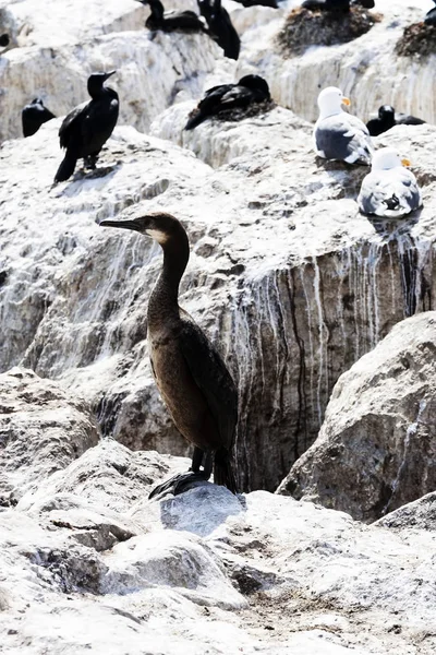 Corvo-marinho e gaivotas sentados em rochas Monterey Califórnia — Fotografia de Stock