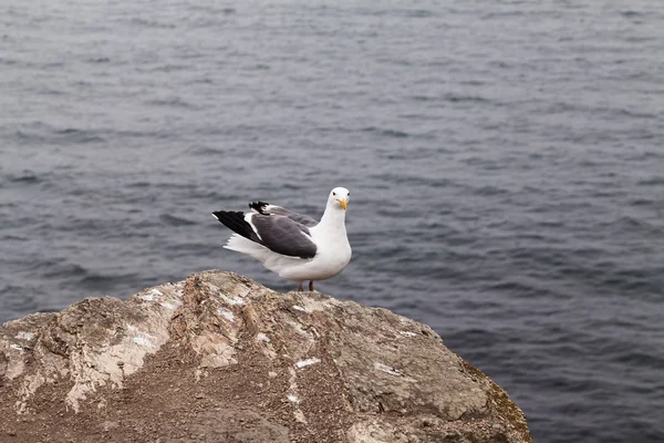 Kameraya bakarak kayada duran yalnız martı — Stok fotoğraf