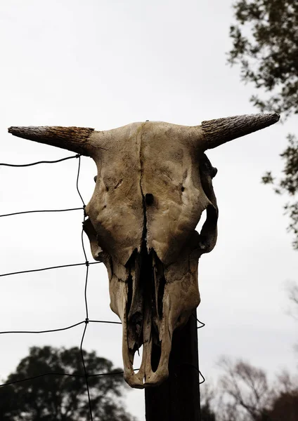 Cow Skull On Fence Post Overcast Sky Background — Stock Photo, Image