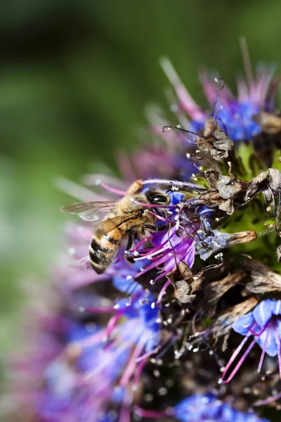 Méh landolt a lila és kék virág — Stock Fotó