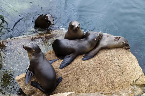 Cinq phoques sur le rocher Monterey Bay Californie — Photo