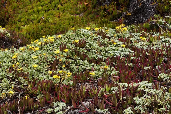 Gula blommor på grön och röd isen växter — Stockfoto