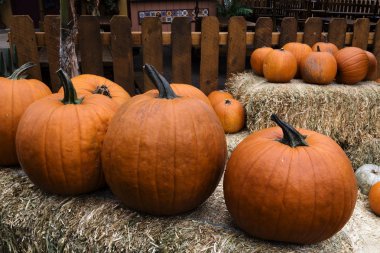 Saman balya üzerinde oturan turuncu kabak