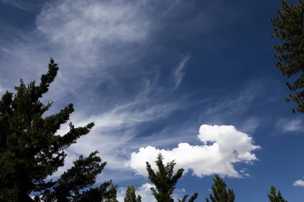 Голубое небо с белыми облаками и зелеными ветвями деревьев — стоковое фото