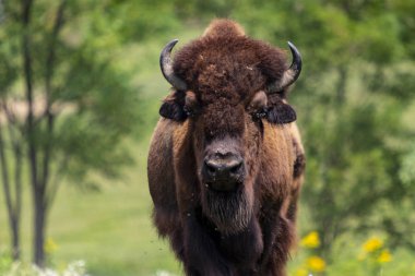 Avrupa bizon sürüsü (Bison bonasus) çayırda. 
