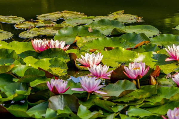 Rosa Waterlilys Florescendo Lagoa — Fotografia de Stock