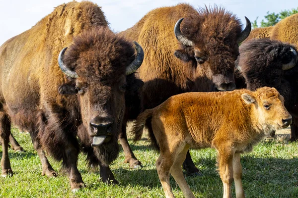 Evropské Bizoní Stádo Bison Bonasus Louce — Stock fotografie