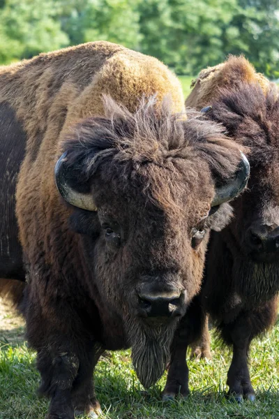 European Bison Herd Bison Bonasus Meadow — Stock Photo, Image