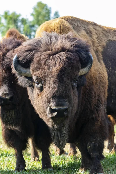 European Bison Herd Bison Bonasus Meadow — Stock Photo, Image