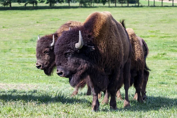 European Bison Herd Bison Bonasus Meadow — Stock Photo, Image