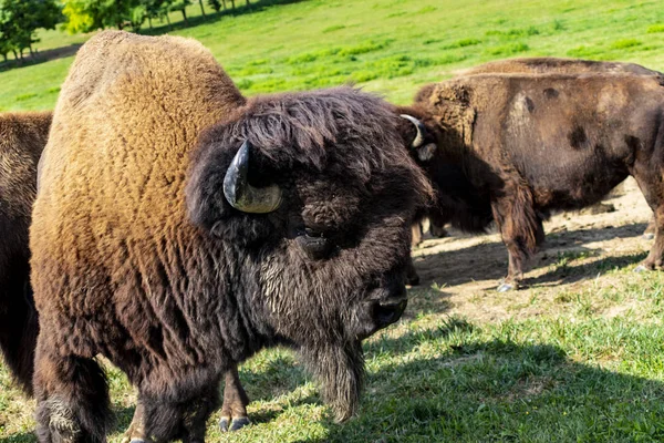 Стадо Зубров Европы Bison Bonasus Лугу — стоковое фото