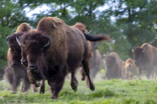 ไบซอนย โรป Bison Bonasus บนท งหญ — ภาพถ่ายสต็อก