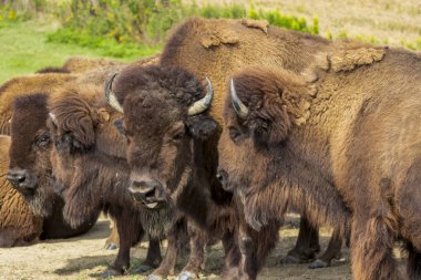 Çayır üzerinde Avrupa bizonu (Bison bonasus). 