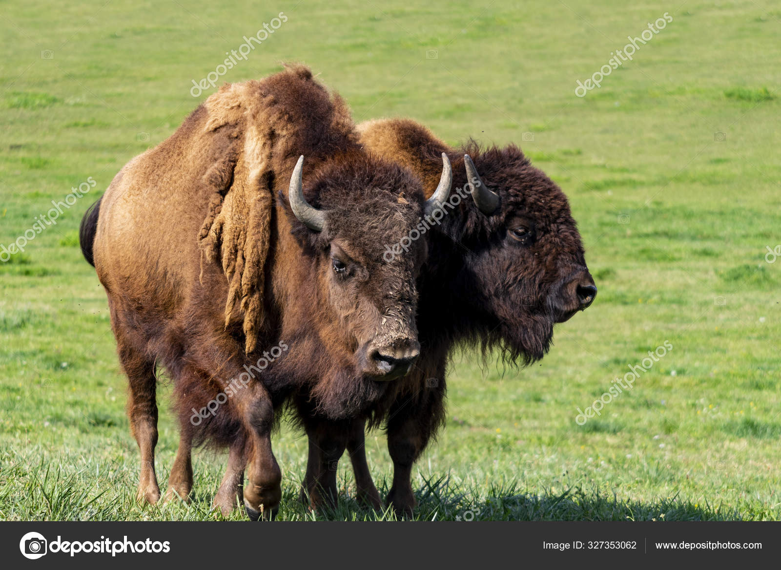 bison Stock Photos, Royalty Free Bos bison | Depositphotos