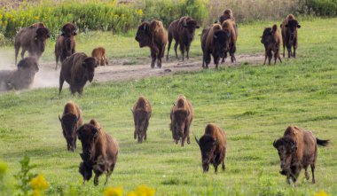 Avrupa bizon sürüsü (Bison bonasus) çayırda koşuyor. 