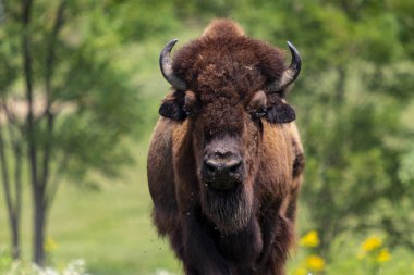 European bison (Bison bonasus) in the meadow.  clipart