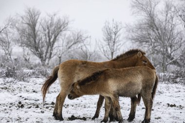 Przewalski 'nin atı. Güzel bekar Przewalski 'nin atı kışın vahşi bozkırda..