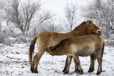 Przewalski 'nin atı. Güzel bekar Przewalski 'nin atı kışın vahşi bozkırda..