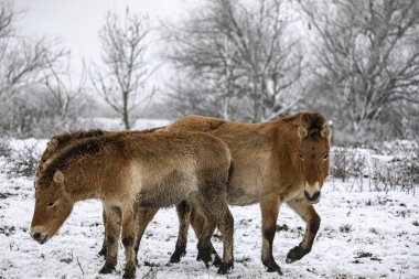 Przewalski 'nin atı. Güzel bekar Przewalski 'nin atı kışın vahşi bozkırda..