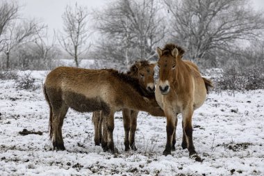 Przewalski 'nin atı. Güzel bekar Przewalski 'nin atı kışın vahşi bozkırda..